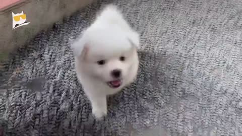 Trending Funny Dogs And Cats Videos 😂 Funniest Cats
