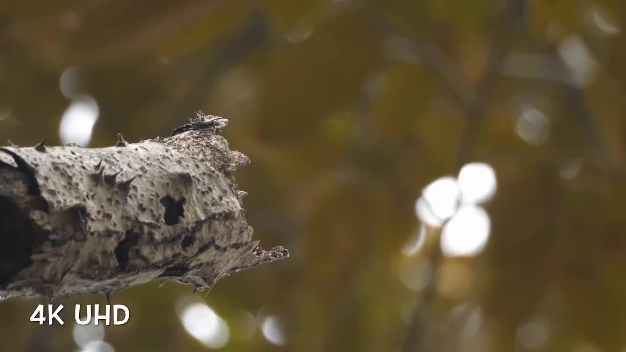 Beautiful Birds are Singing in their charming sounds.