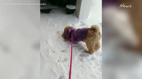 Playful pup ecstatic about early snowfall