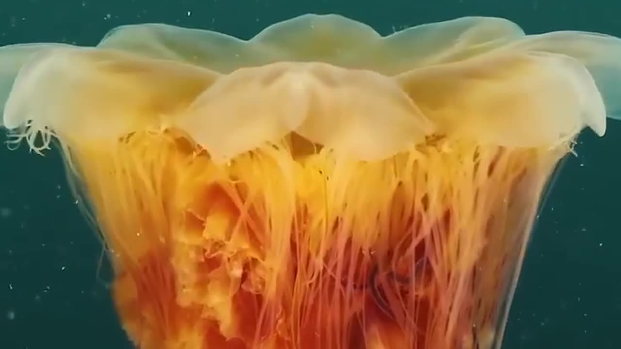 Cyanea striped is one of the largest jellyfish on the planet