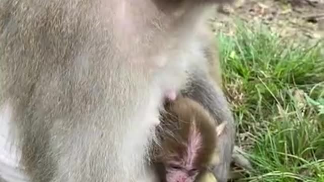 Cute Monkey China & Funny Love monkey| Animals Love #Short (319)