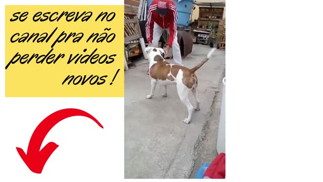 #pitbull NA #laje COM O #pai #brincando #amor #shorts