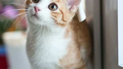 cute and adorable cat