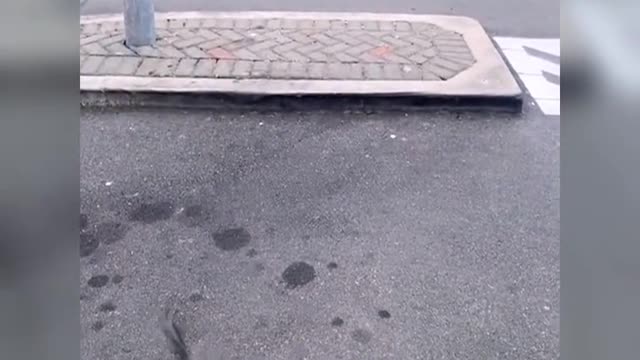 Only two stupid birds