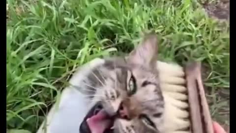 Funny videos of animals part 158