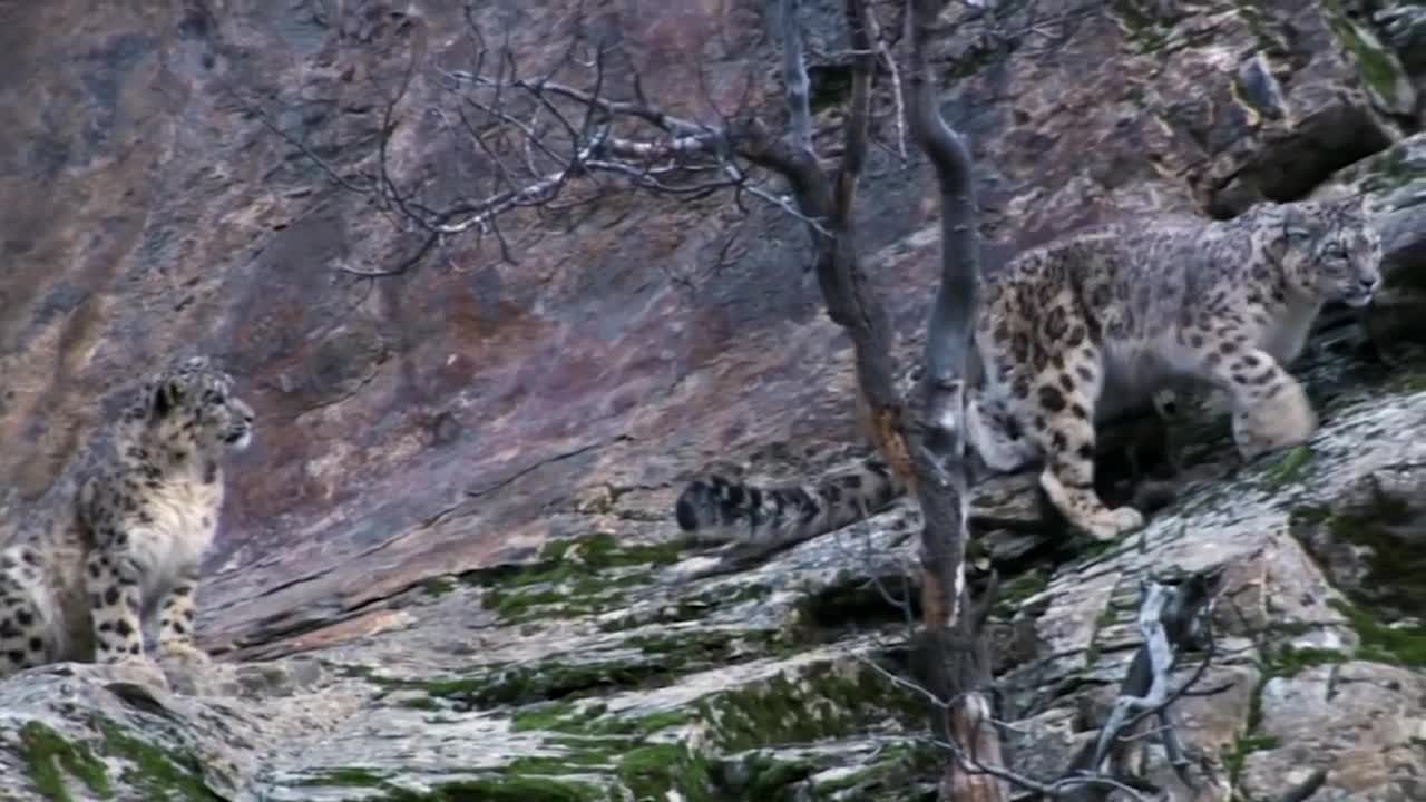 Mountain Goat Tossing Snow Leopard Falls Down From Cliff To Escape - Even The Mighty Can Falter-10