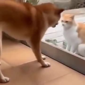 Lovely Funny Cats Playing very funny with dogs😂|| Try not to laugh