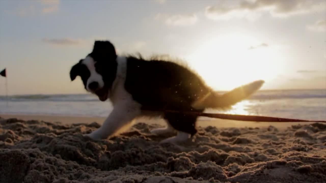 Puppy play in water