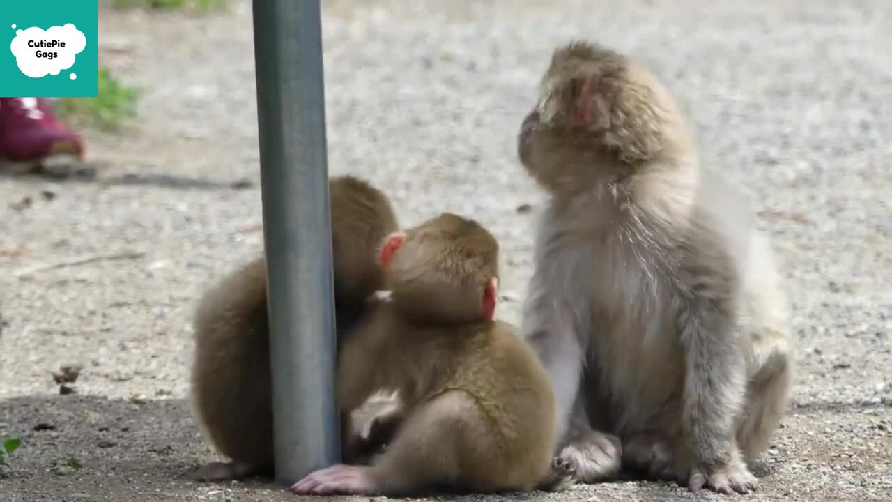 Cute monkeys 1