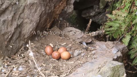 The Brutal Hawk Rips Wild Animals| Summary Of Hawk's Most Terrifying Attacks With Wild Animals