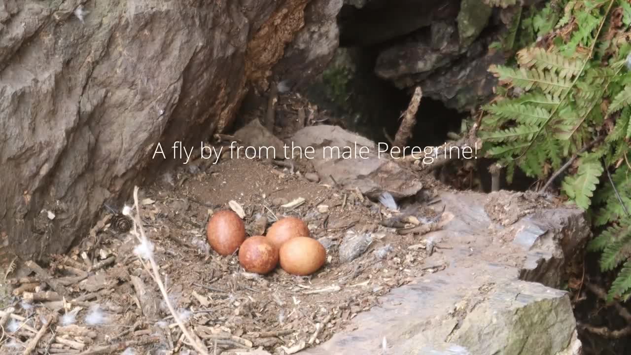 The Brutal Hawk Rips Wild Animals| Summary Of Hawk's Most Terrifying Attacks With Wild Animals