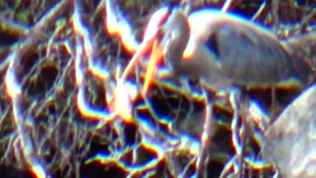 Great Blue Heron eating a fish