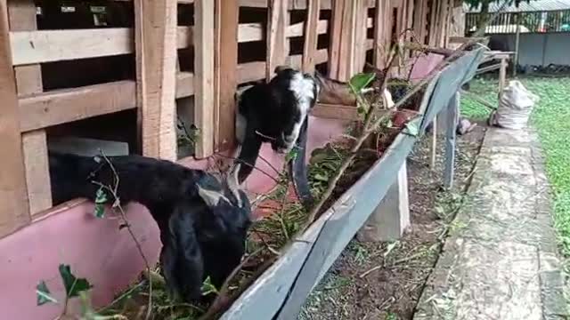 feed the goats