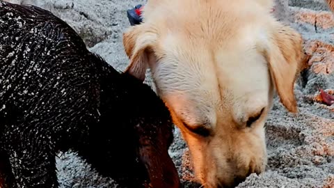 midnight pass Florida with yellow labs