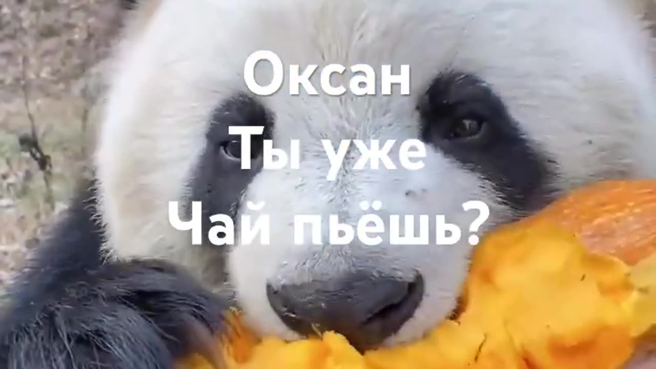 Panda
