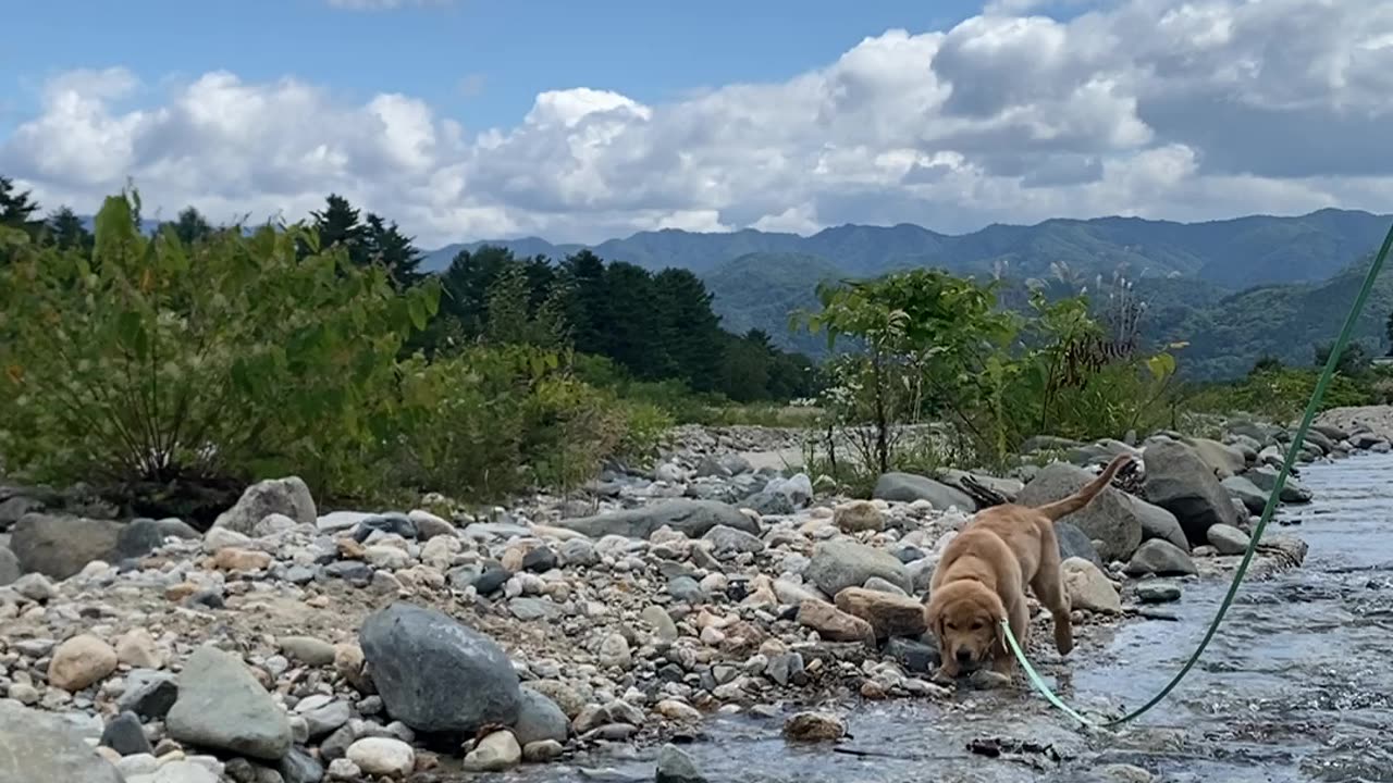 Golden retriever explores stream in Japan