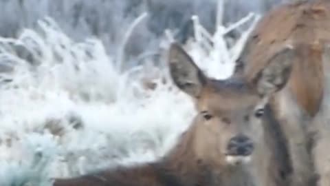 Raindeer Animals Videos For Kids