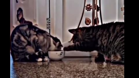 Cat Behavior Explained: How Cats Show Understanding and Empathy Towards Each Other"