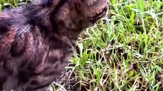 Bengal Cat Argues with his Hooman