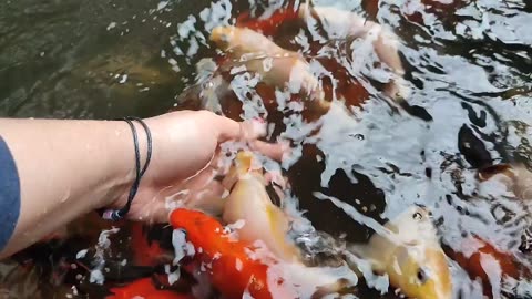 Koi fish pond looks clear