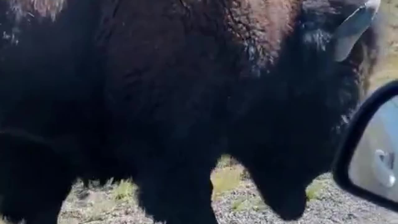 IMPOSSIBLE : Majestic Bison Roaming by the Roadside #shorts #viral #animals #fyp