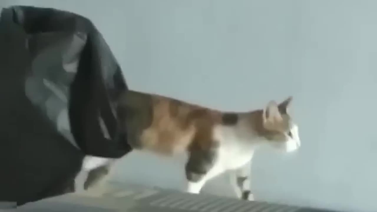 Cat funny video