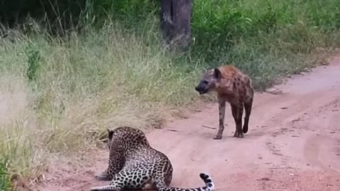 Hyena Makes Big Loop Around Leopard