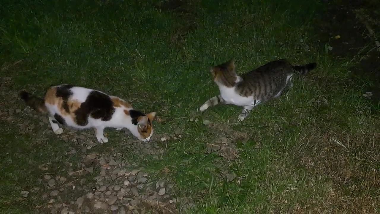 Cute cats that don't get along.