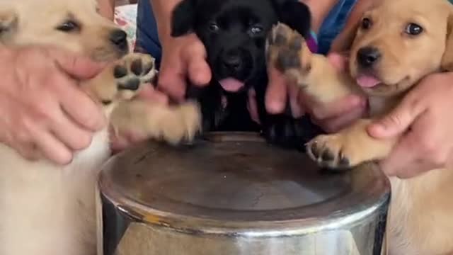 Puppies make everything better 😚
