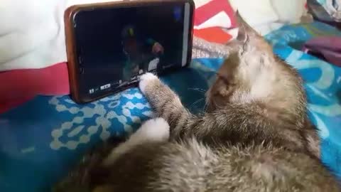 He is the best viewer,Cat watch play cricket,