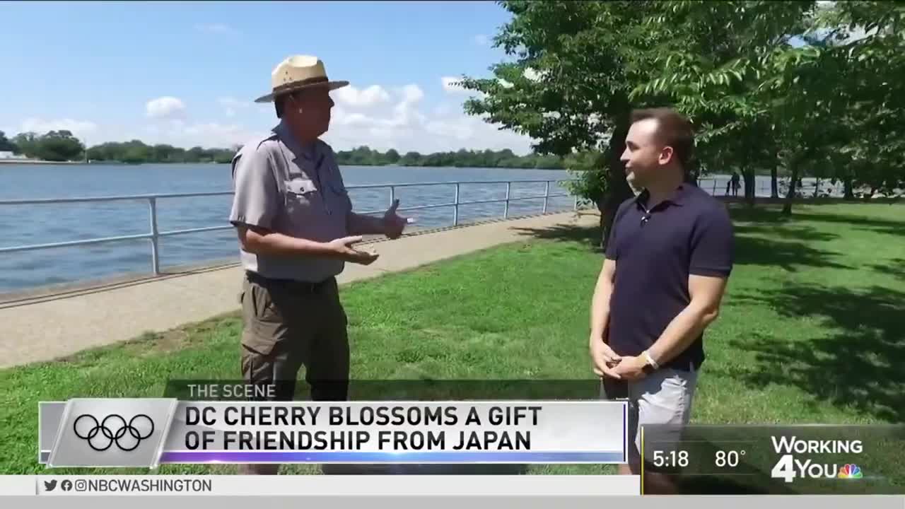 DC's Iconic Cherry Blossom Trees Symbolize Friendship With Japan