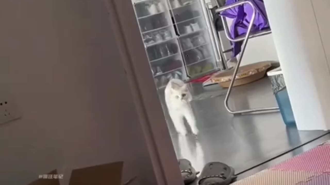 Funny moments can only be seen from cats