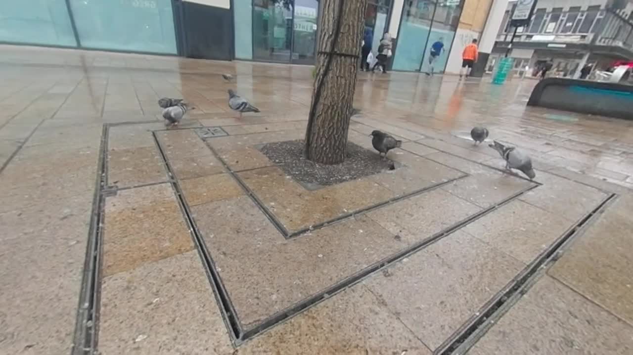 A few wet birds, Sheffield