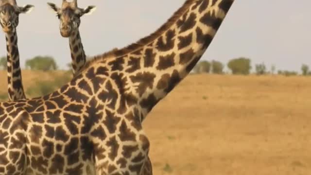 Big Elephants.Beautiful Giraffes and zebras