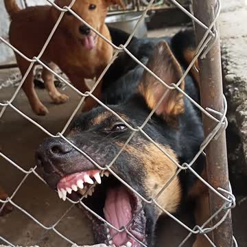 Cute Dogs That Will Make You Laugh 😂 - Funny Animal