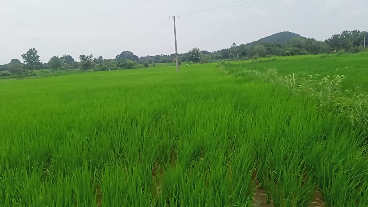 Small vlogs of Bharat farm