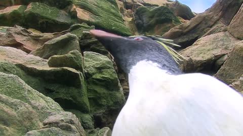 Best Bloopers from Penguins Spy in the Huddle: Penguin Fail (Waddle all the Way)