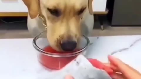 Funny cat dog video