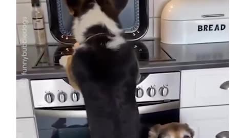 Dogs caught teaming up to steal food😂