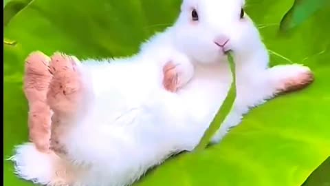 Cute Rabbit eating |cute Animals|