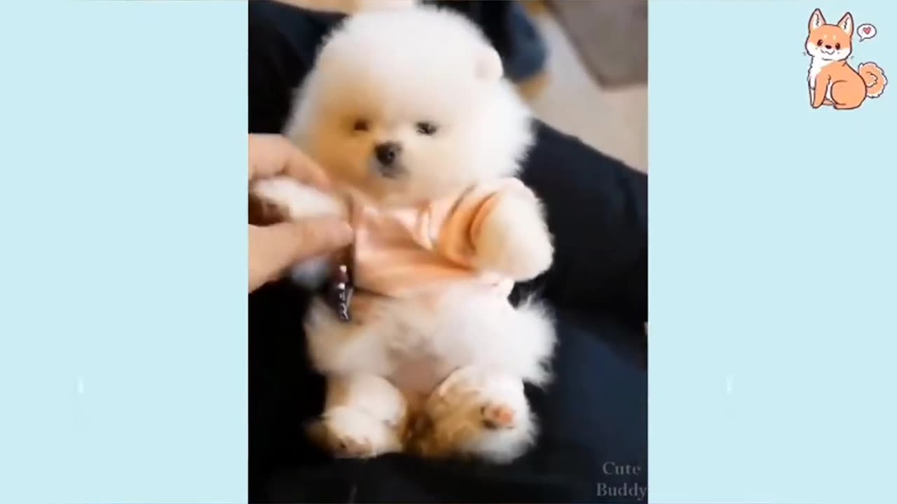 Funny Cute Dogs