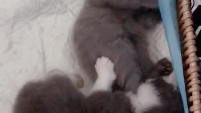 FUNNY CAT
