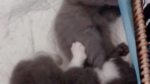 FUNNY CAT