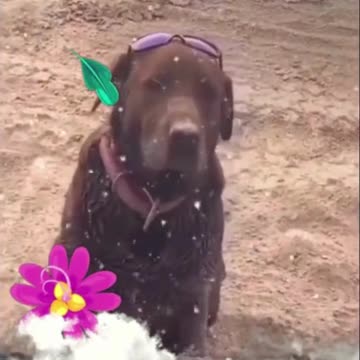 Hilarious Naughty Dog Moments #shorts