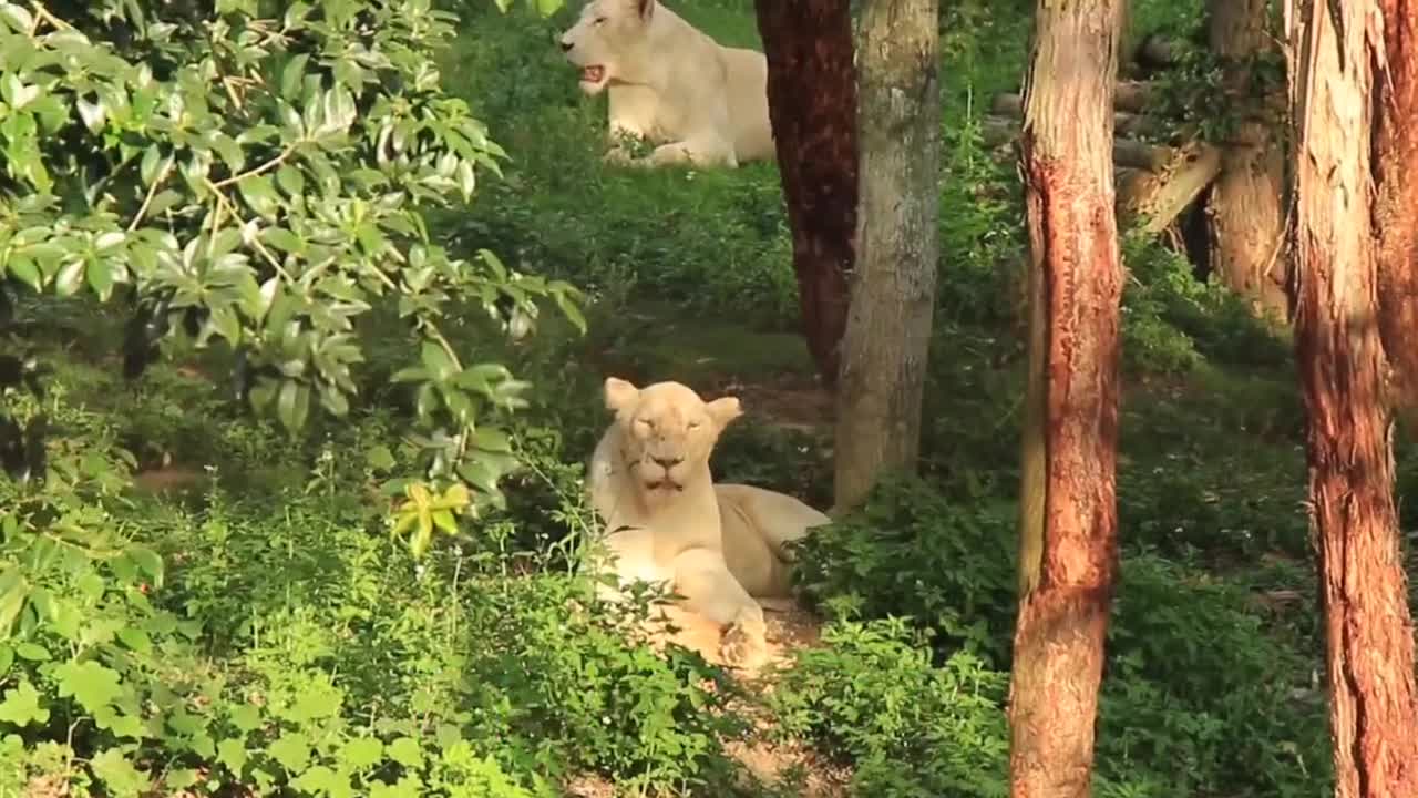 Just like you at work and school on a Monday # Africanlion