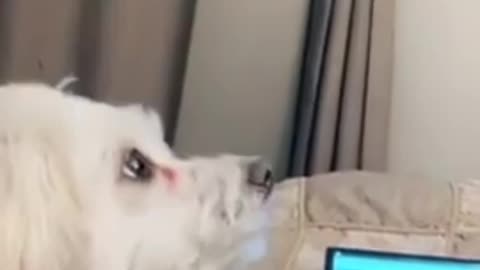 funny dogs kiss reaction😍😍😘😘😘😘 #shorts