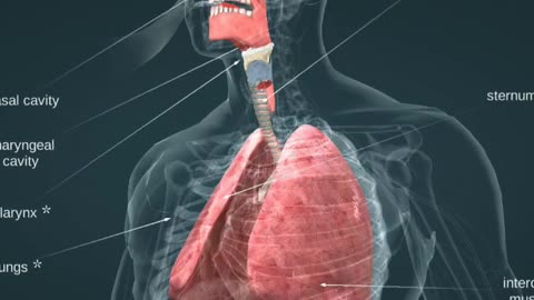 How Our Respiratory System Works#shorts #Facts #Science #youtubeshorts #shortsfeed #animation #viral