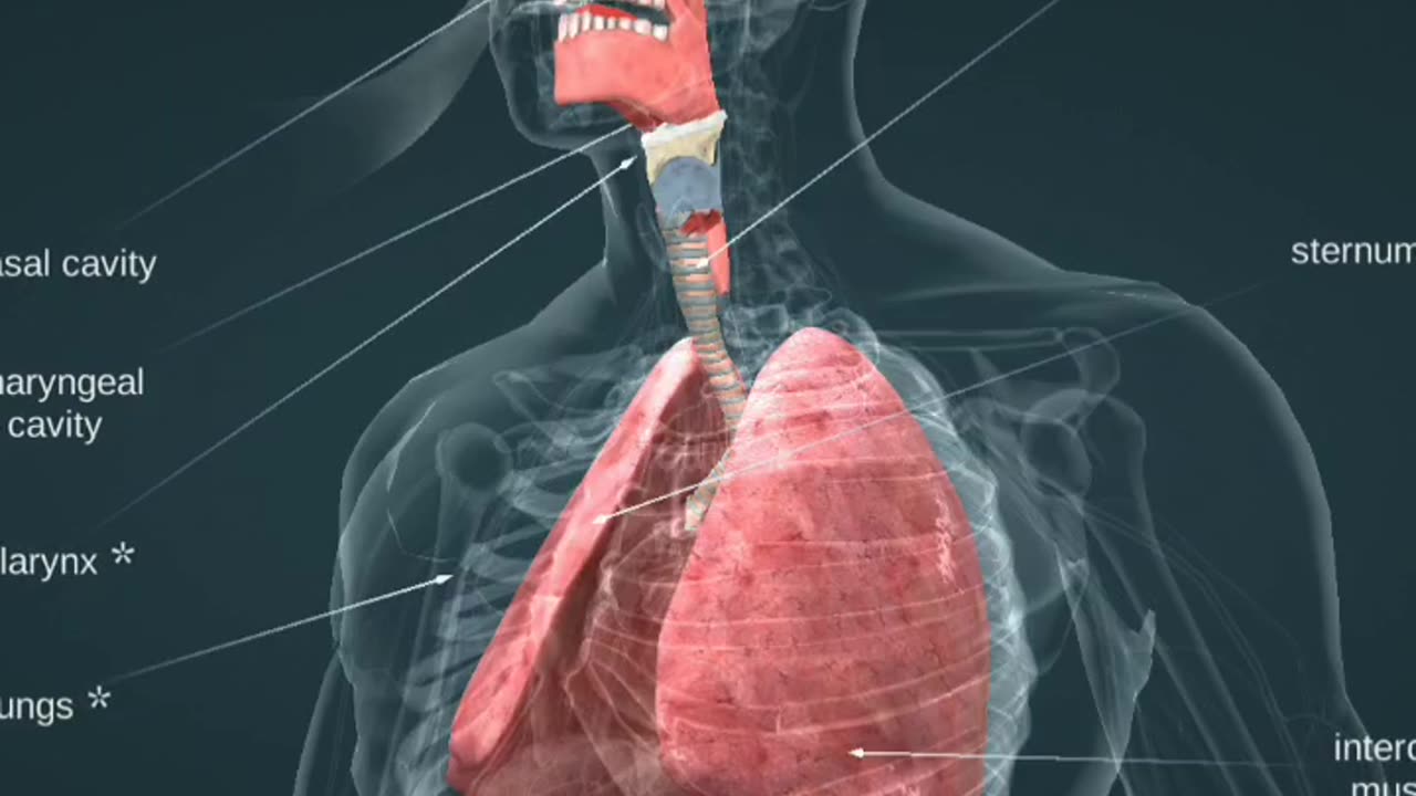 How Our Respiratory System Works#shorts #Facts #Science #youtubeshorts #shortsfeed #animation #viral