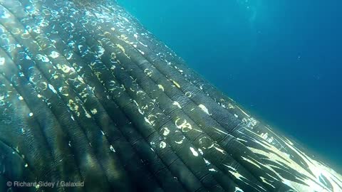 Really really close to a Humpback