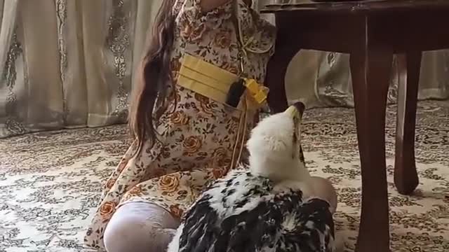 Feeding baby eagle :baby eagle sound